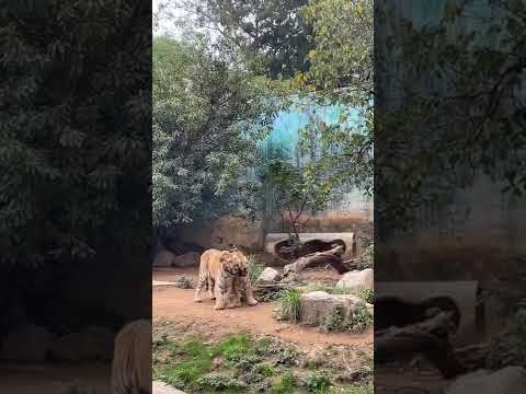 兩隻老虎🐯🐯