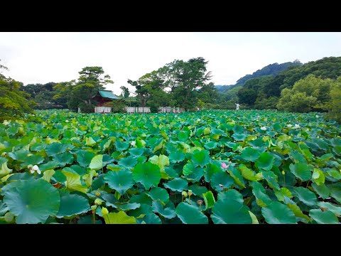 Walking through the village of Kamakura shrines and temples. Summer nature sounds【4K ASMR Japan】