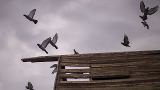 3B birds in U.S. and Canada have disappeared