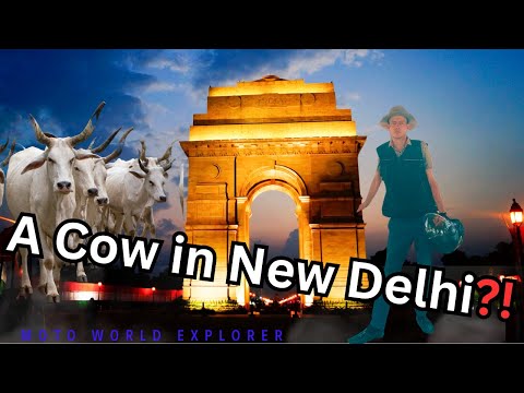 A Cow in New Delhi: Unexpected Street Encounter!