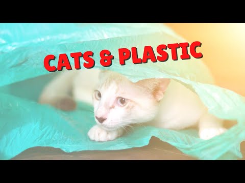 Cats Chewing Plastic | Two Crazy Cat Ladies