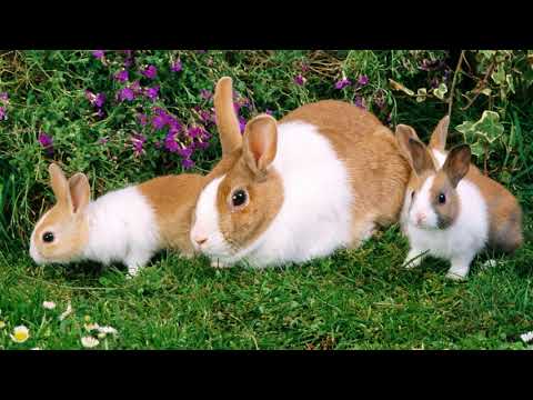 МЕЖДУНАРОДНЫЙ ДЕНЬ КРОЛИКА./INTERNATIONAL RABBIT DAY.