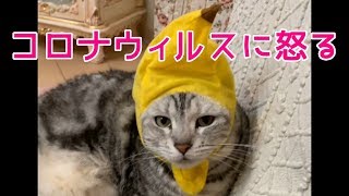 大阪弁をしゃべる猫がコロナウィルスに説教！おしゃべりペット