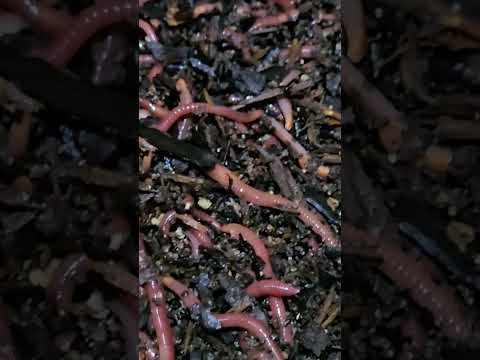 #hungrybin #vermicomposting #redwigglers #farming #vermicompost #wormcastings #wormfarming