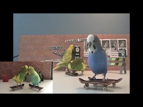 【じわじわくるw】セキセイインコがスケボーするとこうなる/budgies to skateboard.