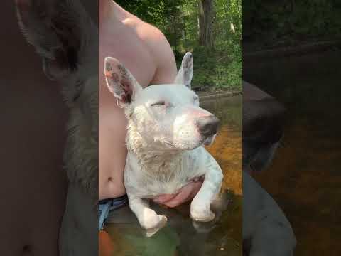 Enjoying summer before school starts #school #summer #water #dogs #cute