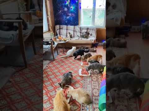 Время перекусить #cat #дача #kitten #приют #котик