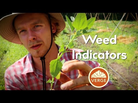 Garden Weeds and What They’re Telling You