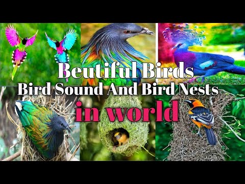 The Secret Lives of Birds: Fascinating Facts and Behavior[Rainforest Reels] Film