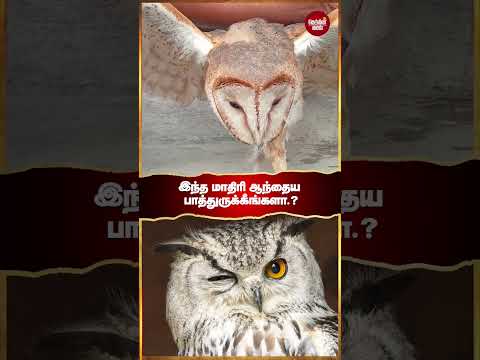 வித்தியாசமான ஆந்தையை வனத்துறையிடம் ஒப்படைத்த மக்கள்