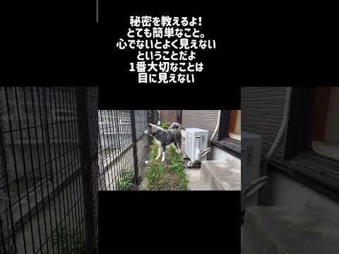 【10/30】今日のサプリ #秋田犬