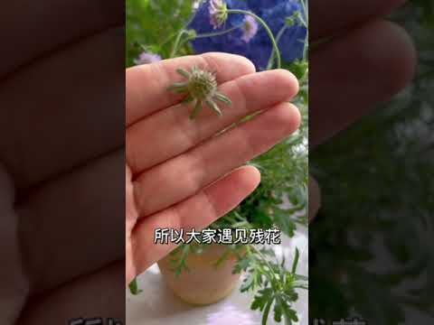 【蓝胖小花匠🎏】仙里仙气的：蓝盆花 分享给大家～封闭阳台也可以养哦～养护方法和养护时的注意事项看视频内容 #我的阳台小花园 #养花小知识 #封闭阳台养花 #蓝盆花 #爱生活爱养花