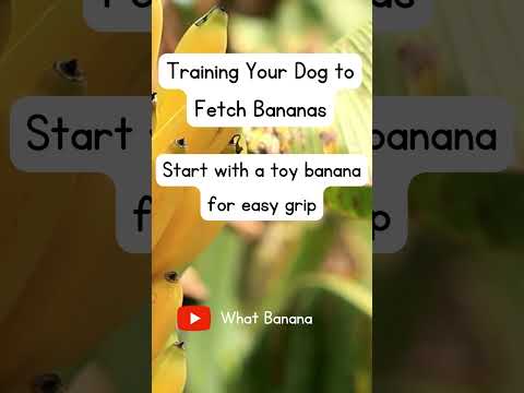 Train Your Dog to Fetch Bananas #fruitfuldelights   #bananadelight  #bananafact