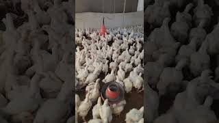 #animals #pets #cute #animalshorts #ytviral #farming #poultrylife