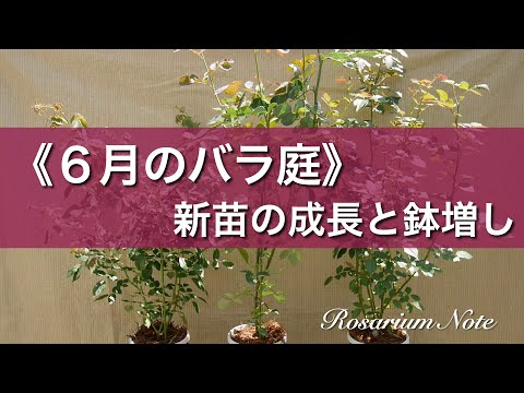 《６月のバラ庭》新苗の成長と鉢増し