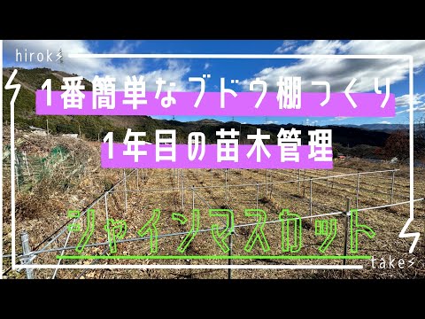 一番簡単なブドウ棚つくり「1年目の苗木管理」シャインマスカット