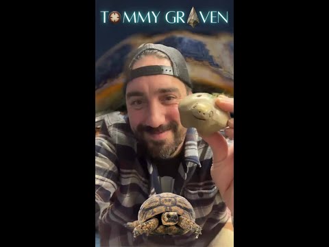 Can Turtles Sing?