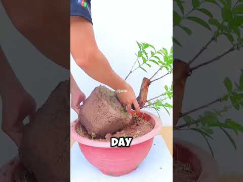 Transforming a Wild Dragon Guava Tree into a Stunning Bonsai #DragonGuavaBonsai #BonsaiTransformatio