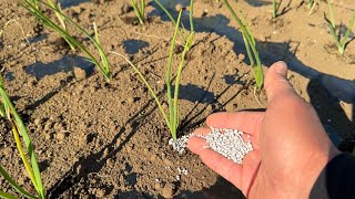 Unexpected pitfalls of fertilizing onions (how to fertilize and when to fertilize) 24/11/25