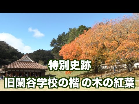 【特別史跡・旧閑谷学校の楷の木の紅葉が見頃】岡山県備前市（制作　宮﨑　賢）