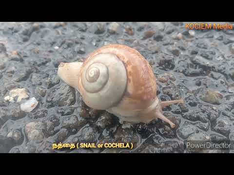 நத்தை ( SNAIL or COCHELA ) 27-11-2024.