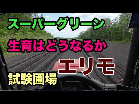 2024年5月27日　エリモ　スーパーグリーン　試験圃場　生育はどうなるか