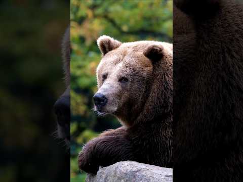 Grizzly Bear #HolidaysWithYouTube #holydayswithyoutube #grizzlybear