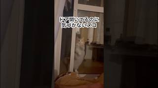 気づいて･･･www #猫 #ヌコ #安心してください開いてますよ #shorts