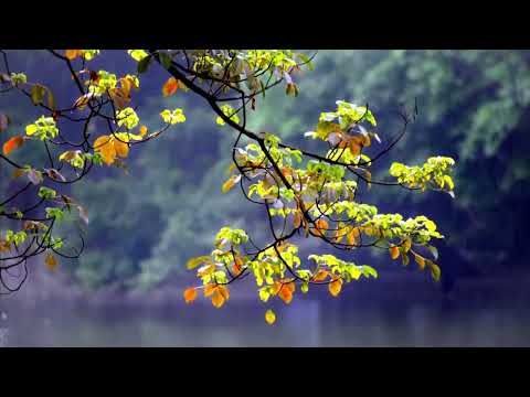 Study Zen: Forest Rainfall, Study Session Bliss. Focused Studying in a Rainy Forest.