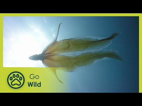 Animal Instincts: Water World of Japan’s Noto Peninsula | Go Wild