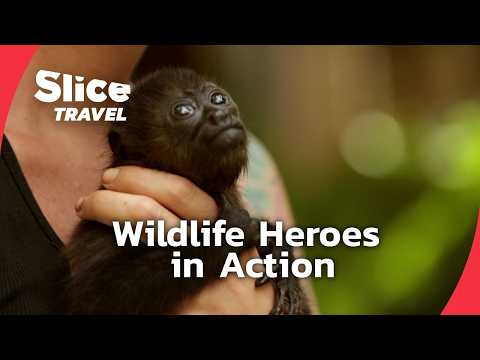 Costa Rica: Saving Wildlife and Biodiversity | SLICE TRAVEL | FULL DOC