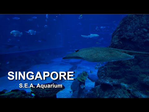 Relaxing Meditation Soothing Calming Peaceful Sleeping music | Singapore S.E.A. Aquarium | Sentosa