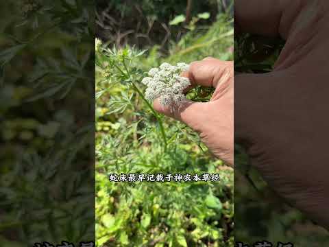 大名鼎鼎的蛇床子 蛇床子是伞形科植物蛇床的干燥成熟种子。为什么叫它蛇床呢？因为李时珍说蛇喜欢卧于其下食其种子，因此得名蛇床。蛇床最早记载于《神农本草经》叫蛇米被列为是上品，它是伞形科蛇床属一年生草本