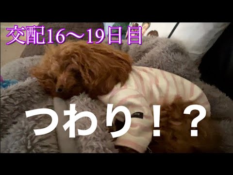 ご飯を食べません【交配後の様子】極小犬の妊娠🐶ティーカッププードル