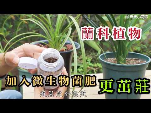 【天天小花農】養殖蘭科植物，想要變得茁壯與艷麗，可以加入這種微生物菌肥