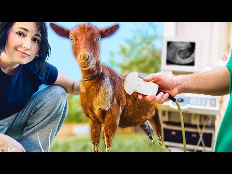 PLEASE be pregnant 🙏🏻 (miniature goat ultrasound)