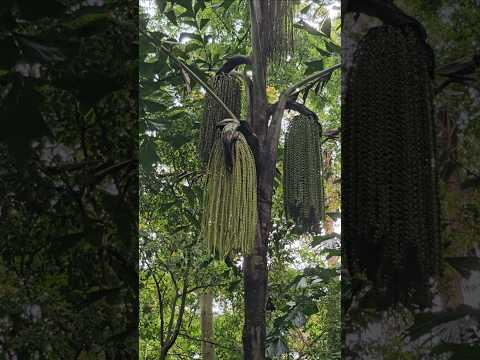 神奇的植物, 这是花还是果实? Magical plant, is this a flower or a fruit?