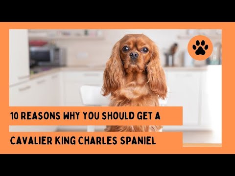 Top 10 Reasons why you should get a Cavalier King Charles Spaniel