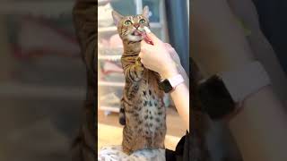 This cat looks like a Bengal cat, but...