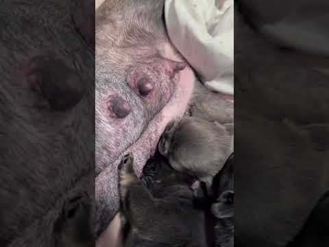 Day 11 Frenchie Puppies! Dinner time! #puppy #dog #frenchbulldog #viralvideo #whelping #cute #love