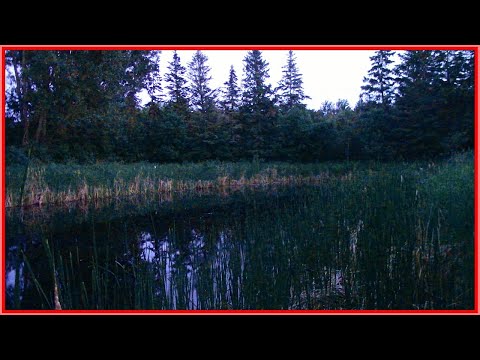 Sunset Serenade Sounds of Frogs in Northern Minnesota