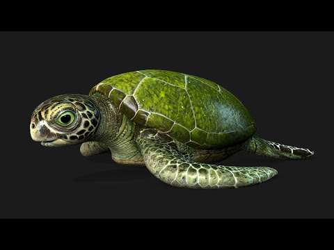 Turtle A123