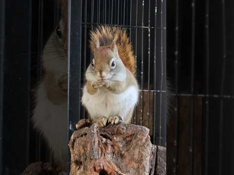 🐿️かわいいリス🌰CUTE SQUIRREL♥