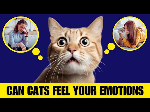 Can Cats Sense When You’re Sad or Happy?