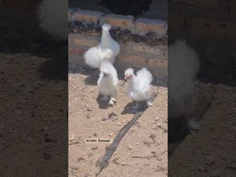 Chinese Silkie Bantams #silkiechicken #chicken #poultry #freerangechickens #farm #farmlife .