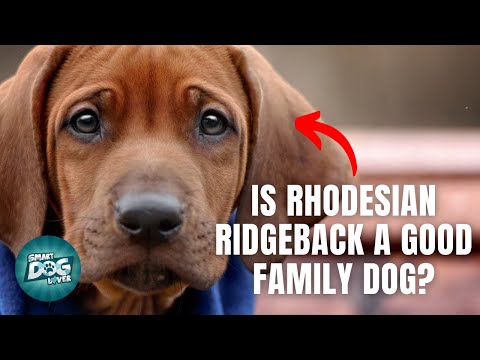 12 Things Only Rhodesian Ridgeback Dog Owners Understand