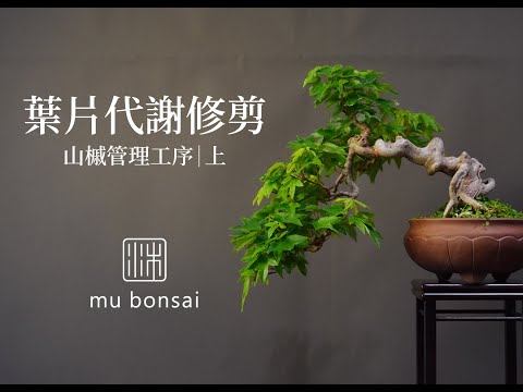 春∣葉片代謝修剪法∣山槭管理工序∣請打開字幕 mu bonsai 茉莉愛草