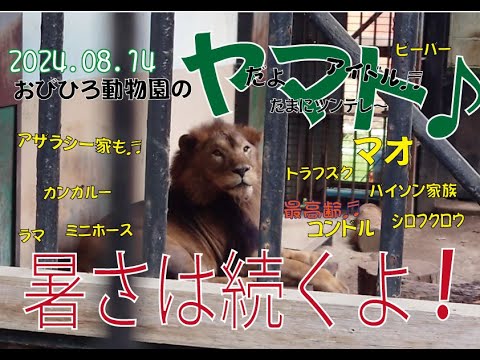 おびひろ動物園　　湿度が高いぞ♬アイドルライオンのヤマトとアムールトラのマオと最高齢コンドルのジャックとエンターテイナーの動物たち♬2024年8月14日♬