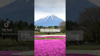 #日本 #tokyo2023 #japan2023 #onlyinjapan #japan #japantravel #mtfuji #shibazakura #spring2023 #🇯🇵