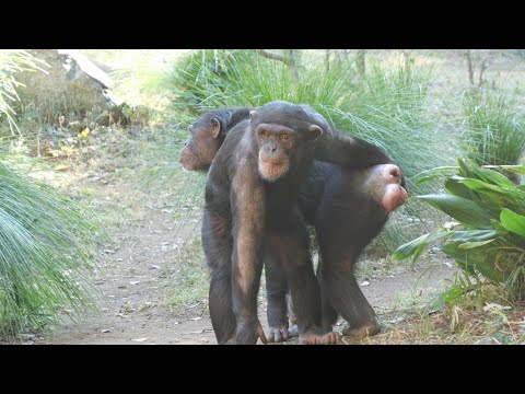 After all, it's Haru who draws us into the chimpanzee world.　Yokohama Zoo Zoorasia Chimpanzee 202412